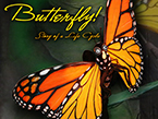 Butterfly: The Story of a Life Cycle